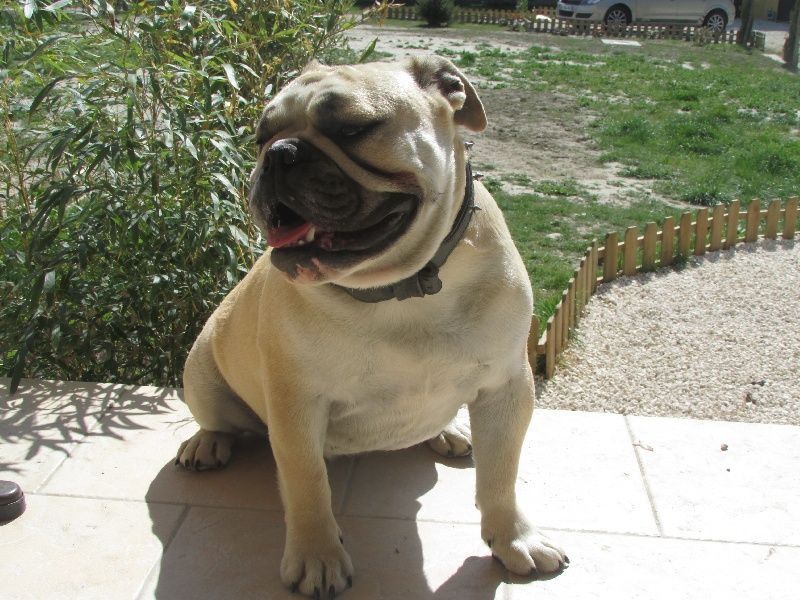Les Bulldog Anglais de l'affixe Du Berceau De La Provence