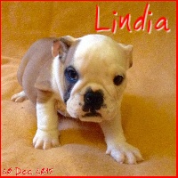 LINDIA