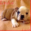 LINDIA