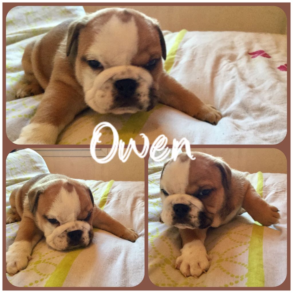 Du Berceau De La Provence - Chiots disponibles - Bulldog Anglais